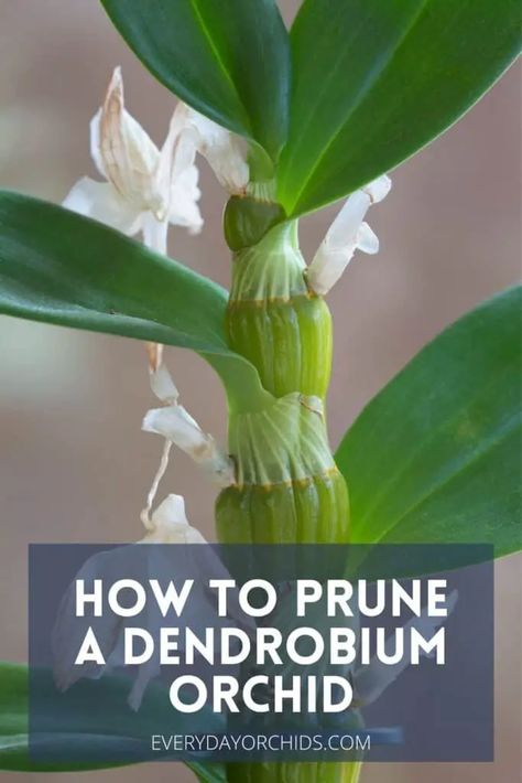 How To Prune Orchids, Orchid Pruning, Dendrobium Orchids Care, Inside Gardening, Orchid Ideas, Growing Celery, Orchids Care, Dendrobium Nobile, Repotting Orchids