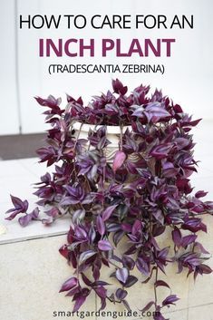 How to care for an Inch Plant (Tradescantia zebrina). Also commonly known as the Wandering Jew Plant or Wandering Dude Plant, this is a fast growing, colorful and easy to care for houseplant that I would definitely recommend. Best Plants For Hanging Baskets Indoor, Inch Plant Propagation, Purple Hanging Plants, Purple Inch Plant, Wondering Dude Plant, Wandering Dude Plant Care, Tradescantia Plant Care, Purple Wandering Jew Plant, Wandering Dude Plant