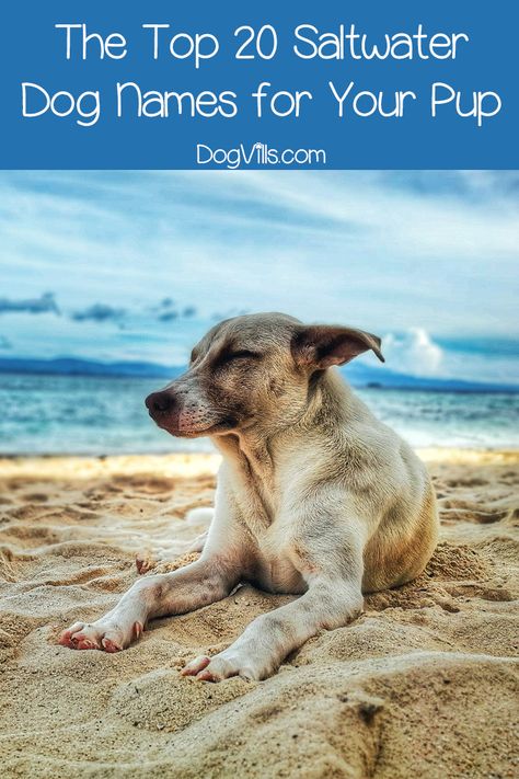 Saltwater dog names are a fantastic way to go for beach lovers and seaside dwellers!  Check out our top 20 favorite "salty" & ocean themed dog names! Most Popular Dog Names, Summer Safety Tips, Names Dog, Popular Dog Names, Boy Dog Names, Beach Captions, Yellow Dog, Dog Facts, Puppy Names