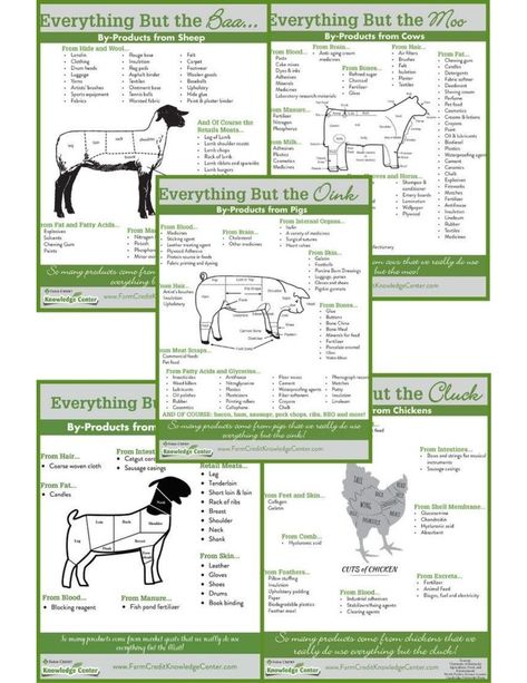 This series contains infographics and student worksheets covering the topics of by-products and products that come from cows, pigs, sheep, goats and chickens. These are awesome resources and perfect additions to classroom lessons or youth 4-H or FFA project learning. Resources include infographics, student worksheets and answer keys. Enjoy! 4h Lessons Ideas, 4h Goat Project Ideas, 4-h Goat Project, 4h Chicken Project, Showing Pigs 4-h, 4-h Activities, 4h Buyers Gift Ideas, 4 H Project Ideas, 4h Animals