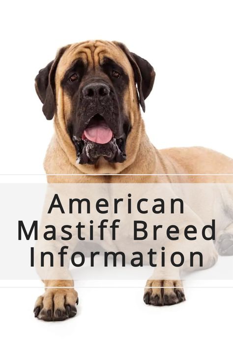 Massive Dog Breeds, Massive Dog, American Mastiff, African Boerboel, Mastiff Dog Breeds, Massive Dogs, Spanish Mastiff, Mastiff Breeds, Mastiff Puppies