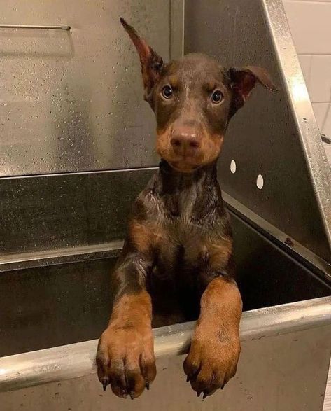 Doberman Puppy, Doberman Dogs, Very Cute Dogs, Really Cute Dogs, Pretty Dogs, Pretty Animals, Cute Animals Images, Silly Animals, Fluffy Animals