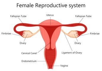 Female Reproductive System Sketch, Ovary Anatomy Drawing, Ovaries Illustration, Female Reproductive System Anatomy Art, Female Reproductive System Notes, Ovaries Drawing, Female Reproductive System Drawing, Female Reproductive System Functions, Reproductive System Drawing