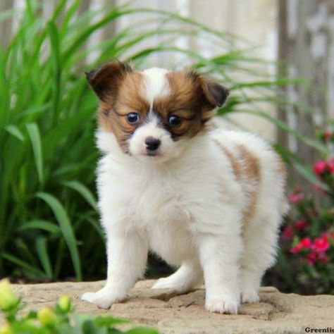 Papillon Puppy Papillon Puppies For Sale, Pekingese Puppies For Sale, Papillion Puppies, Papillon Dog Puppy, Papillon Puppies, Chihuahua Mix Puppies, Papillon Puppy, Pekingese Puppies, Puppies For Sale Near Me