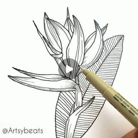 Flower Doodles | Mandala | Zen art✨ on Instagram: "Birds of Paradise - Process Video 📷 . . Love to draw flowers ? Currently I am hosting a DRAW WITH ME - 10 flowers 20 days series. (visit @artsybeats to see the details) . You are most welcome to join me in this challenge. . It's a no pressure challenge. Just recreate the flowers in your own style. 🌸 Make sure to tag me 🙋 and use hashtag #artsybeatsfloralchallenge . I would love to see your awesome creations and share them in my stories. . Tag your friends or share with them so they can join too. . Double tap if you like it ❤" How To Draw Tropical Flowers, Bird Of Paradise Drawing Simple, How To Draw Bird Of Paradise Flower Step By Step, Bird Of Paradise Sketch, Tropical Flowers Line Art, Tropical Plant Line Art, Zen Art, Flower Doodles, Birds Of Paradise