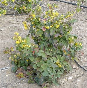 Mahonia repens - Creeping oregon grape, evergreen, sun or shade, 1-2'x-2-3ft Mr Mustard False Spirea, Tor Birchleaf Spirea, Showy Goldenrod, Amelanchier X Grandiflora 'autumn Brilliance', Philadelphus Coronarius Aureus, Oregon Grape, Native Plant Gardening, High Desert, Back Garden