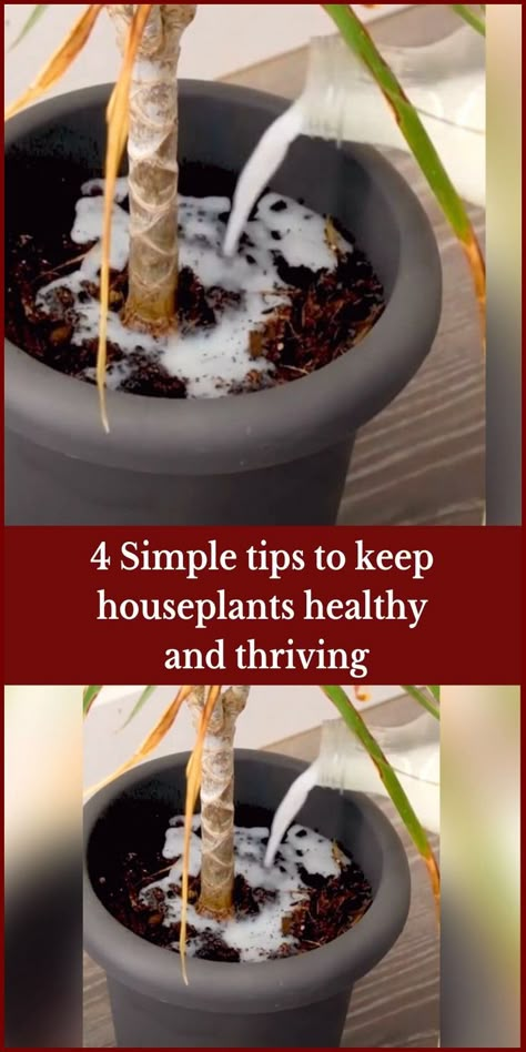 Plant Food Diy, Homemade Plant Fertilizer, Tattoo Plant, Garden Remedies, Kitchen Ideas Modern, Plant Pests, Plant Care Houseplant, Corn Plant, Plant Hacks