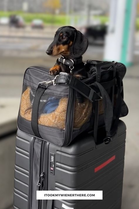 a small black and brown dachshund sits in a black pet carrier bag on top of a suitcase Dog Bags Travel, Dogs On Planes, Dog Traveling, Sherpa Bag, Airline Approved Pet Carrier, Travel Dog, Pet Bag, Dog Products, American Tourister