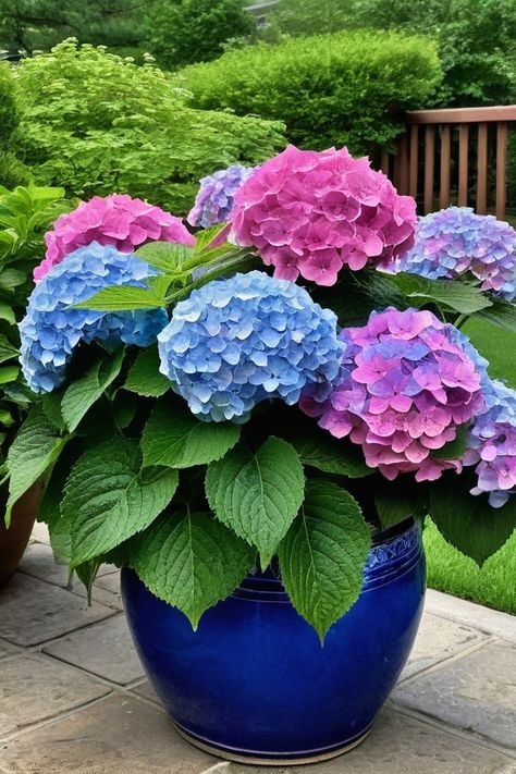 Can You Grow Hydrangeas In A Pot, Planting Hydrangeas In Pots, Growing Hydrangeas In Pots, Growing Flowers In Pots, Hydrangea In Pots, Watering Hydrangeas, Hydrangeas In Pots, Potted Hydrangeas, How To Grow Hydrangeas