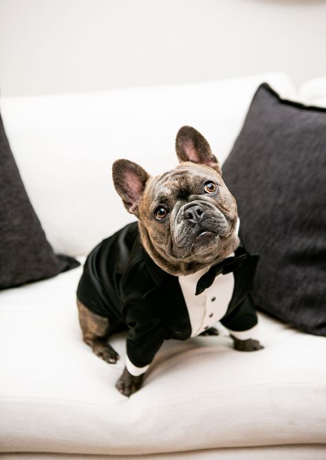 French Bulldog Wedding, Bulldog Wedding, Dog Ring Bearer, Dog Wedding Attire, Ring Bearer Dog, Dog Suit, Birthday Dog, Dog Ring, Wedding Suit