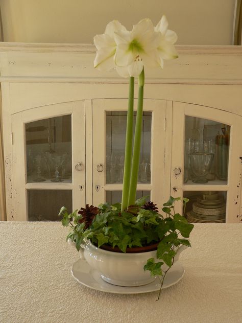 Simple Christmas Acrylic Nails, Amaryllis Centerpiece, Amaryllis Arrangement, Amaryllis Christmas, White Amaryllis, Wooden Santa Claus, Pine Boughs, Florida Christmas, Lighted Branches