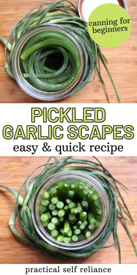 How to make pickled garlic scape: easy and quick canning recipe! If you’re growing enough garlic to feed your family, you’re also growing enough garlic scapes to feed an army. When the garlic scapes start popping up, it’s hard to use them all fresh. Sure, they’re good in scrambled eggs and they make a spectacular fresh garlic scape pesto but even after you’ve used them every way imaginable, they’re still coming… Pickled Garlic Scapes, Preserving Garlic, Garlic Scape Pesto, Easy Pickling Recipes, Pickle Recipes Homemade, Pressure Canning Recipes, Recipe For Beginners, Canning Pickles, Garlic Scapes