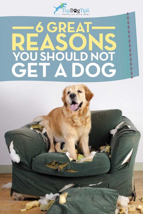 Good Reasons NOT to Get a Dog. On a site like this one, you’re probably expecting to read articles about how wonderful it is to own a dog and how everyone needs a dog in their family. Although we sure do love dogs, and we think they are a great addition to your family, there are also a few good reasons NOT to get a dog. #dogs #adoption #pets #dogadoptiong #puppies #shelters About Brain, Getting A Kitten, Maggie Mae, Dog Behavior Problems, Dog Potty Training, Dog Top, Behavior Problems, Dog Breeder, Puppy Care