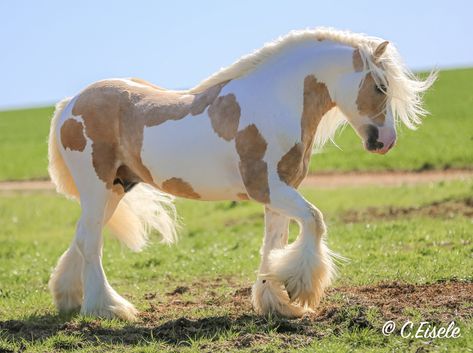 Shire Horse Photography, Romani Horse, Galineers Cob, Romani Vanner Horse, Cool Horses, Horse Therian, Rare Horse Breeds, Vanner Horse, Rare Horses