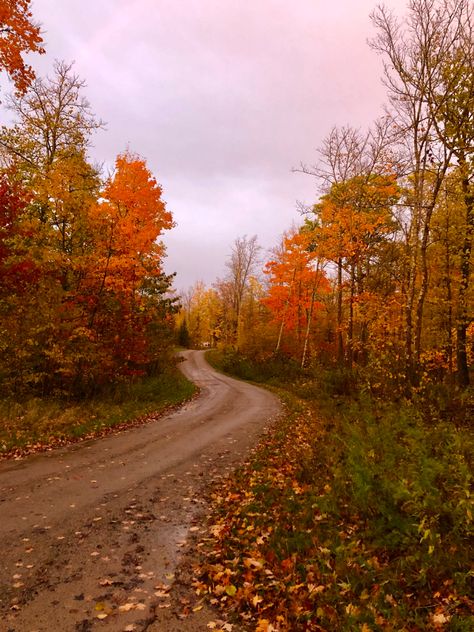 autumn #orange #leaves #fall #autumn #autumnphotography #prettyleaves #nature #fallaestheticbackground #autumnaesthetic Spooky Halloween Pictures, Aesthetic Scenery, Autumn Orange, Orange Leaves, Emma Rose, Leaves Fall, Earth From Space, Halloween Pictures, Autumn Aesthetic