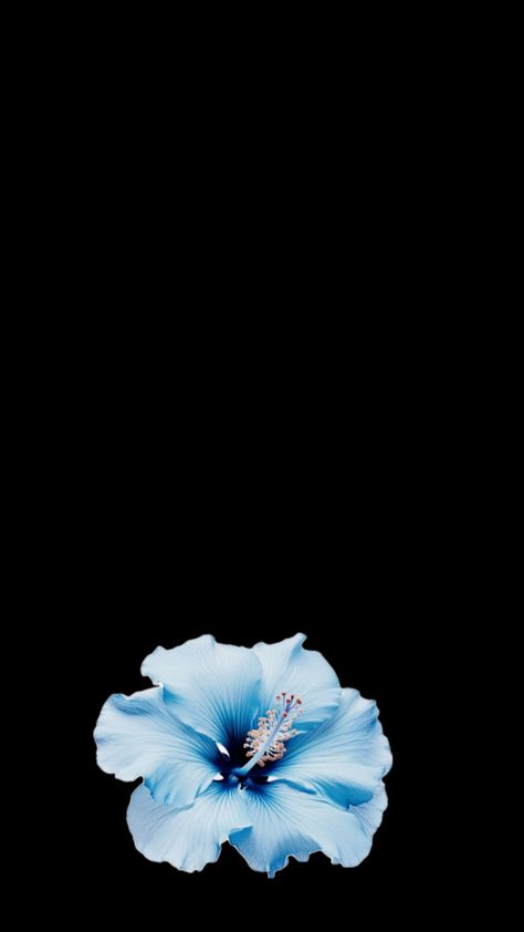 Hibiscus Flowers Black Background, Cute Summer Wallpapers, Blue Hibiscus, Wallpaper Iphone Summer, Black Background Wallpaper, Flower Iphone Wallpaper, Iphone Wallpaper Photos, Hibiscus Flower, Summer Wallpaper