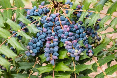 The Oregon grape (Mahonia aquifolium) is an evergreen shrub with yellow flowers and purple fruit. Plant it to keep your garden colorful year-round. Mahonia Aquifolium, Planting Vines, Grape Growing, Grape Arbor, Grape Plant, Oregon Grape, Purple Fruit, Garden Shrubs, Growing Grapes