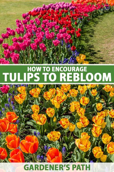 Spring-blooming tulips are suited to cultivation in USDA Hardiness Zones 3 to 7. They are perennial bulbs frequently grown as annuals. Some types are more likely to rebloom than others, but you can try to coax all types to come back with these tips, now on Gardener’s Path. #tulips #gardeningtips #gardenerspath Are Tulips Perennials, Tulip Garden Layout, Zone 3 Perennials, Tulip Planting Ideas, Zone 4 Perennials, When To Plant Tulips, Planting Tulip Bulbs, Growing Tulips, Beautiful Tulips