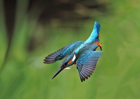 Martin Pescatore - Kingfisher Burung Raja Udang, Tattoo Deer, Colorful Creatures, King Fisher, Common Kingfisher, Tree Tattoos, Tattoos Arm, Geometric Tattoo Arm, Polynesian Tattoos