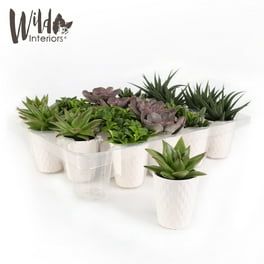 Succulent Wedding Favors by The Succulent Source - Succulents for All Occasions - Assorted 2" Succulents - Walmart.com Plant Party Favors, Succulent Wedding Centerpieces, Bulk Party Favors, Succulent Wedding Favors, Plant Party, Live Indoor Plants, White Centerpiece, Buy Succulents, Diy Party Favors