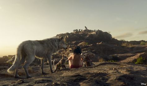 Disney's “The Jungle Book” (2016)  #Disney #TheJungleBook Wolf Names, Jungle Book 2016, Jungle Book Movie, Wolf Movie, Scary Kids, Jungle Book Disney, The Jungle Book, Dire Wolf, Kids' Movies