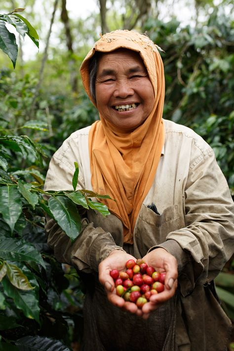 "It’s time to hope for a better life in the future."  -Inen Nurlaila, member of the Kopepi Ketiara, has been a coffee farmer since she was very young. She has 0.5 ha of land, and can produce 15 cans of coffee cherries. She sells all her cherries to the co-operative. Coffee Farm Photography, Coffee Farming, Coffee Farmers, Coffee Culture Photography, Thai Coffee, Farm Women, Rose Flower Photos, Coffee Roastery, Coffee Facts