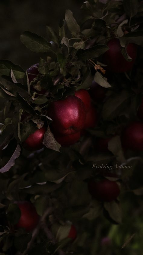 Red apples hanging from a tree surrounded by green leaves Dark Apple Aesthetic, Apple Dark Aesthetic, Dark Academia Art Journal, Red Apple Aesthetic, Poison Study, Grilled Watermelon Salad, Chocolate Trail Mix, Poison Aesthetic, Moody Autumn