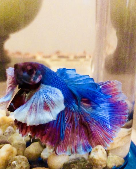 Dumbo Ears, Betta Fish, Fish Pet, Red Blue, Red And Blue, Fish, Animals, Red, Blue