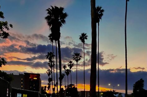 Riverside Aesthetic, Uc Riverside, Riverside California, Cali, Palm Trees, Lamp Post, Trees, California, Quick Saves