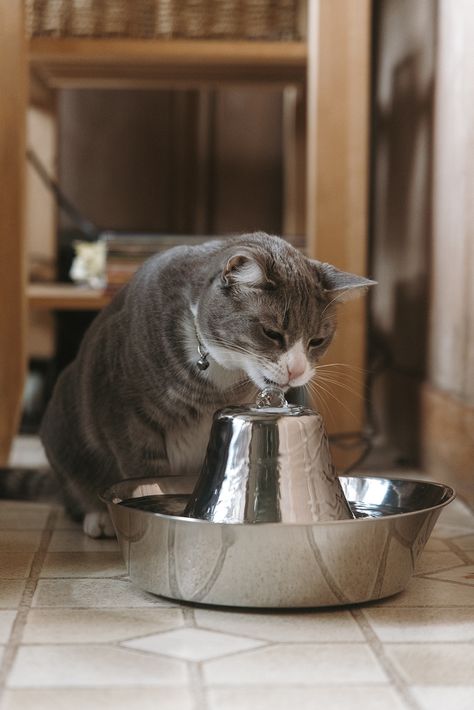 Refreshingly sleek and summer-approved, the must-have stainless steel Seaside fountain keeps your feline hydrated in style. Pet Fountain, Cat Fountain, Degree Design, Fountain Pump, Pet Hair Removal, Fountain Design, Moving Water, Water Bubbles, Stay Happy