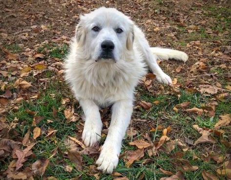 9 Dogs That Are Good with Chickens: Poultry Protectors! 12 Farm Dogs Breeds, French Dog Breeds, Best Farm Dogs, Lazy Dog Breeds, White Dog Breeds, Loyal Dog Breeds, Friendly Dogs, Livestock Guardian Dog, Livestock Guardian