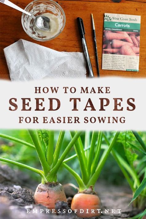 Grow Avocado From Seed, Avocado From Seed, Avocado Pits, Seed Tape, How To Plant Carrots, Seed Balls, Grow Avocado, Gardening Techniques, Carrot Seeds