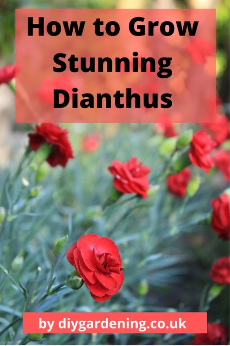 A detailed step by step guide to growing and looking after Dianthus can be found on this page. Beautiful photos are also displayed on this guide. #dianthus #carnations Dianthus Care, Dianthus Perennial, Deadheading Flowers, Trailing Petunias, Best Companion Plants, Dianthus Flowers, Deadheading, Companion Plants, Plant Growing