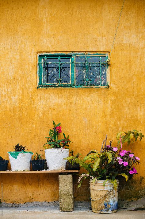 old yellow house wall with a small bared window and few flower pot in front of it Yellow House, House Wall, Mexican Style, Green Wall, Flower Pot, Flower Pots, Yellow, Plants, Wall