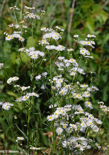 Lesser Daisy Fleabane Daisy Fleabane, Plant Classification, Identify Plant, Wildflower Meadow, Garden Life, Wildflower Garden, Rain Garden, Meadow Flowers, Wild Plants