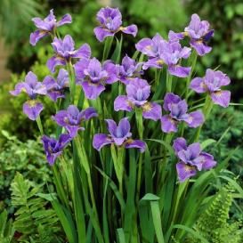 Perennials Low Maintenance, Siberian Iris, Purple And White Flowers, Perennial Bulbs, Full Sun Perennials, Spring Flowering Bulbs, Shade Perennials, Cut Flower Garden, Spring Plants