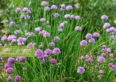 Allium schoenoprasum - chives, Suffolk Allium Schoenoprasum, Plant Photography, Grow Your Own Food, Medicinal Herbs, Grow Your Own, Garden Plants, Gap, Zara, Stock Photos