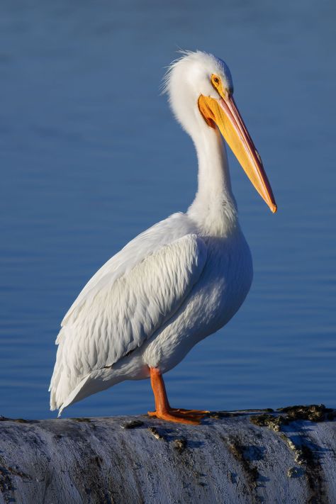 American white pelican - Wikiwand White Pelican, Bird Photos, Old Shows, Bird Photo, The Order, Bird Species, Mammals, North America, Birds