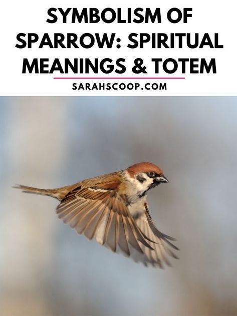 symbolism of sparrow Sparrow Meaning Spiritual, Sparrow Meaning, Sparrow Symbolism, Common Birds, Sparrow Bird, Here's The Scoop, Sparrows, Spiritual Meaning, Spirit Animal