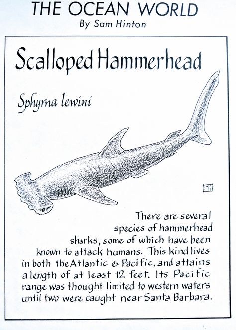 Scalloped Hammerhead (Sphyrna lewini) Shark Identification Charts, Scalloped Hammerhead Shark, Shark Posters, Facts About Sharks, Scalloped Hammerhead, Shark Information, Oceanography Marine Biology, Biology Drawing, Shark Poster