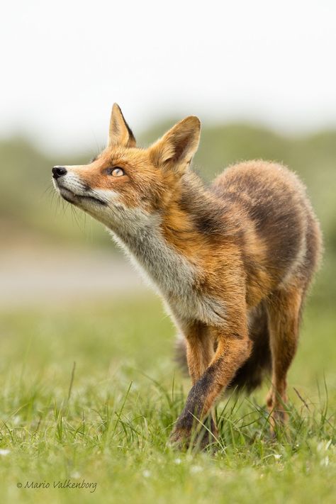 Звери Fox Looking Up, Fox Reference Photo, Animals Aesthetic Wallpaper, Fox Reference, Angry Fox, Fuchs Baby, Fox Photo, Animals Aesthetic, Fox Photos