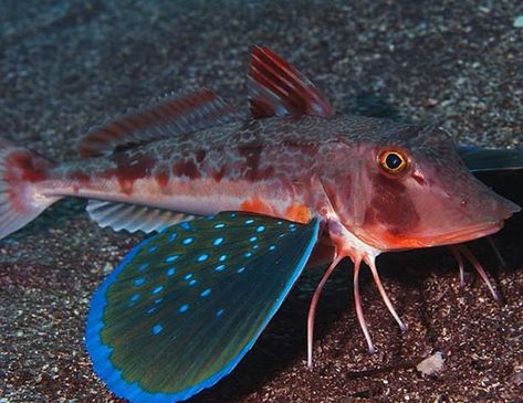 Picture of a east atlantic red gurnard (Chelidonichthys cuculus) Oscar Fish, Fishing Photography, Underwater Sea, Interesting Animals, Marine Fish, Underwater Creatures, Exotic Fish, Marine Mammals, Weird Animals