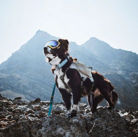 Dog Sports Aesthetic, Dog Collie, Dog Sports, Cutest Puppies, Dog Pics, Dog Camping, Very Cute Dogs, Sports Aesthetic, Pretty Dogs