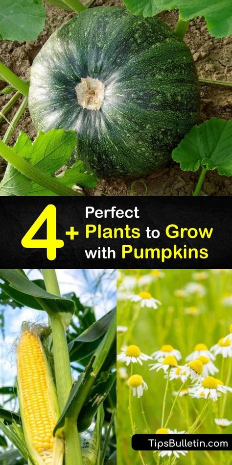 Pumpkins provide natural mulch for other plants and reap many benefits from companion planting. Oregano, pole beans, marjoram, borage, marigolds and bush beans offer properties to repel pests like aphids, attract beneficial insects, add nutrients to soil, and more. #companion #planting #pumpkins Companion Plants For Pumpkins, Pumpkin Companion Plants, Squash Companion Plants, Companion Gardening, Planting Pumpkins, Cucumber Beetles, Vegetable Benefits, Growing Pumpkins, Bush Beans