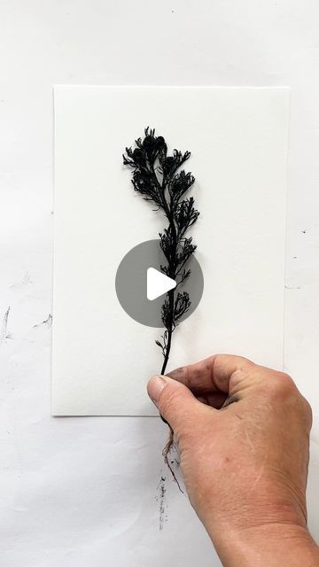 Impressions of Nature on Instagram: "🌿🍍 Monoprinting this Pineapple Mayweed was a wonderful sensory experience! 🌿🍍

Matricaria discoidea, also known as wild chamomile or pineapple weed, is a low-growing, aromatic plant found in compacted soils, especially on footpaths, roadside verges, and waste ground. Named for its distinctive scent, the crushed flower heads emit a fruity, pineapple-like aroma. 

In floriography, it  can symbolise resilience and adaptability due to its ability to thrive in harsh, disturbed environments. Its modest, unassuming appearance also aligns with themes of humility and understated beauty. Its presence on well-trodden paths hints at its association with travel and journeys. Historically, some cultures believed it brought good luck to travellers who encountered Wild Chamomile, Aromatic Plant, Sensory Experience, Monoprint, Good Luck, Wonder, Travel, Instagram, Nature