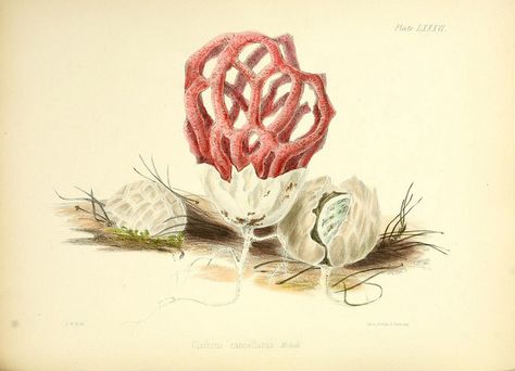 n371_w1150 | Flickr - Photo Sharing! Clathrus Ruber, Mushrooms Vintage, Vintage Mushroom, Picture Illustration, Illustration Vintage, Bird Illustration, Botanical Illustration, Natural History, Vintage Illustration