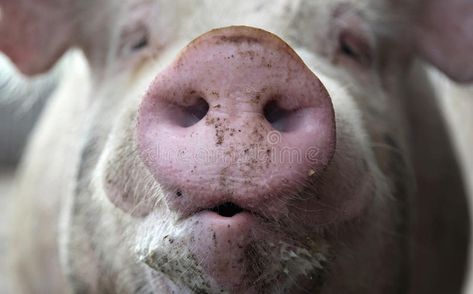 Pig Snout. Closeup of a pig's snout , #Aff, #Snout, #Pig, #Closeup, #snout, #pig #ad Pig Snout, Laugh At Yourself, Vector Design, Mammals, Stock Images Free, Close Up, Royalty Free, Art Inspiration, Stock Images