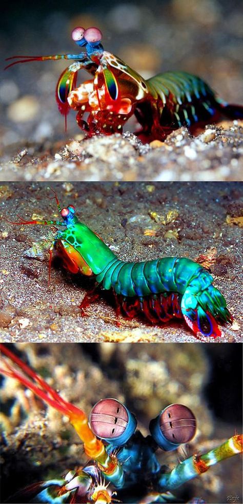 Pictures Of Sea Creatures, Colorful Bugs, Mantis Shrimp, Different Pictures, Fauna Marina, Animals And Plants, Deep Sea Creatures, Beautiful Sea Creatures, Underwater Creatures