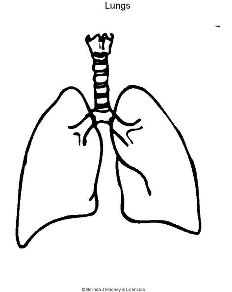 Lungs Drawing, Human Body Diagram, Creation Coloring Pages, Free Human Body, Vegetable Coloring Pages, Human Body Organs, Human Lungs, Body Diagram, Homemade Facial Mask