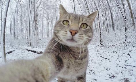 Mascotas: El gato que triunfa en la Red con sus 'selfies' Selfie Cat, Cat Language, Cat Selfie, Funny Animal Photos, Grey Cat, Taking Selfies, 60 Degrees, Selfie Time, Grey Cats